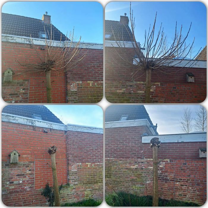 muur en begroeiing